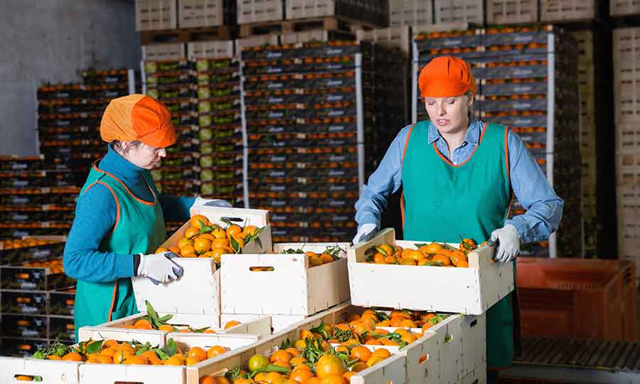 reefer-fruit-shipping